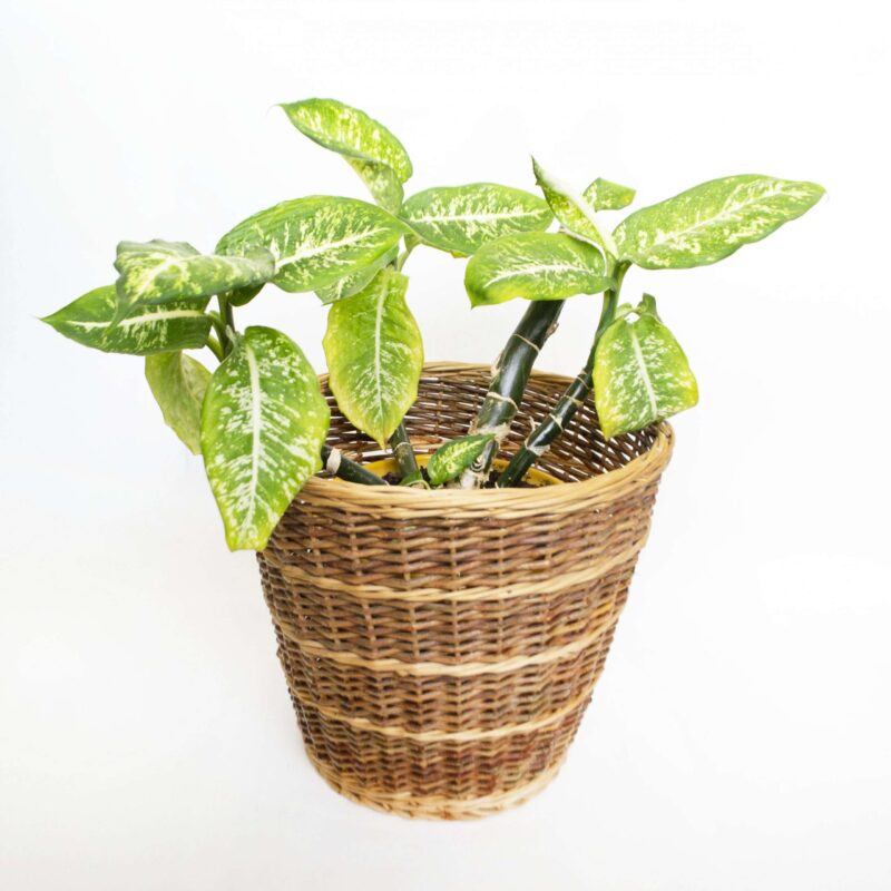 Vintage rieten mand