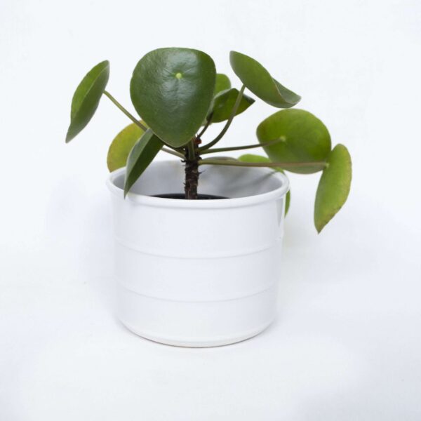 Vintage bloempot wit ribbel