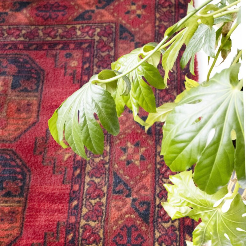 Vintage tapijt donkerrood 250 x 350