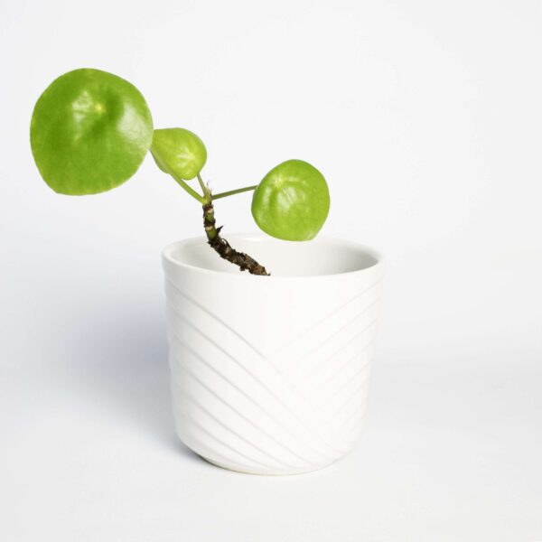 Vintage bloempot wit patroon