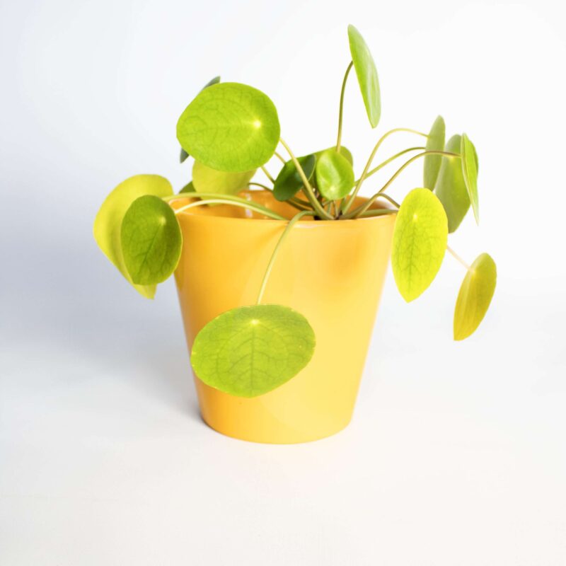 Vintage bloempot geel
