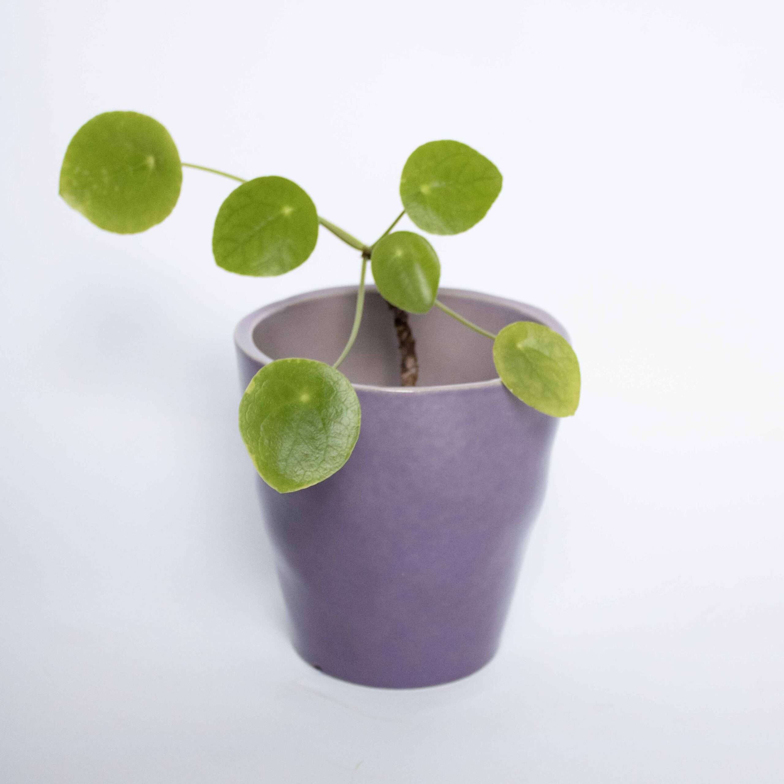 Vintage bloempot paars